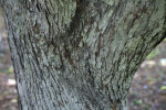 Siberian Crabapple Bark
