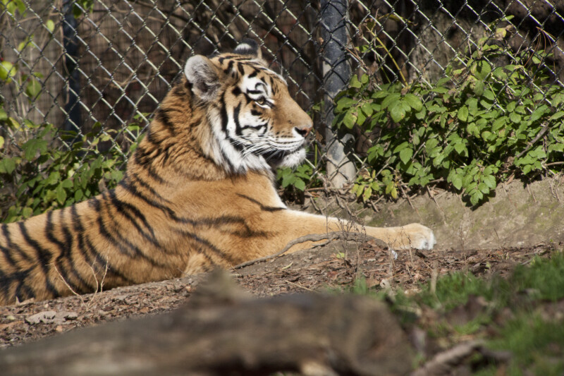 Siberian Tiger by Fence