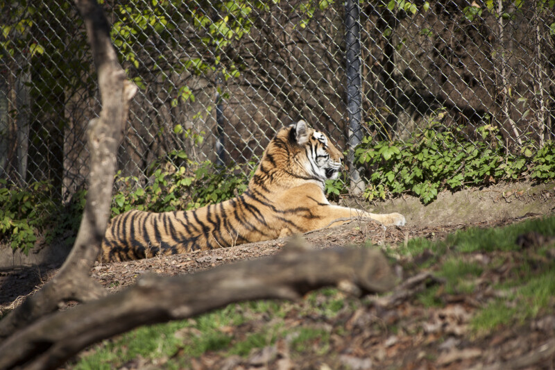 Siberian Tiger Resting