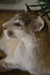 Side of a Stuffed Bobcat's Head