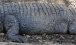 Side of Alligator