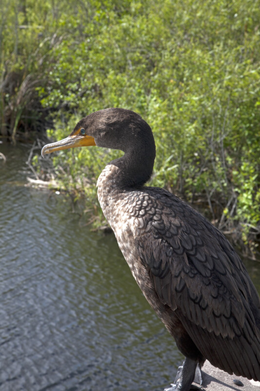 Side View of a Double-Crested Cormorant