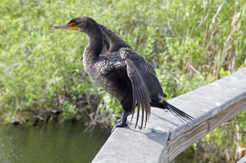 Side View of a Double-Crested Cormorant with its Wings Spread