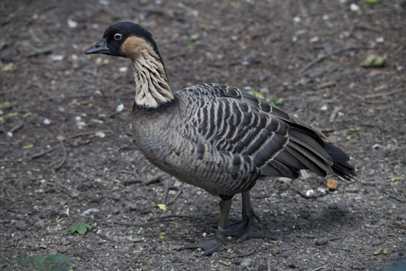 Side View of a Hawaiian Goose