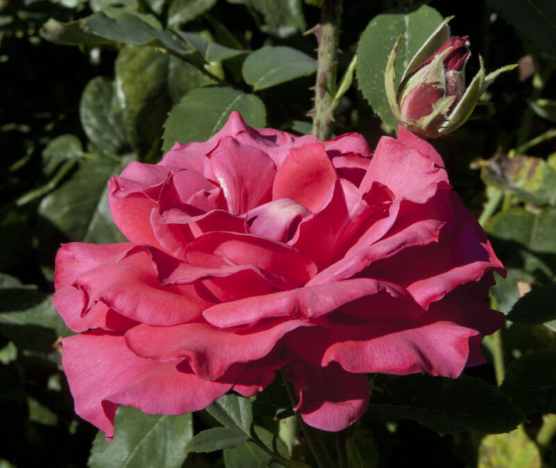 Side View of a Pink Rose Flower