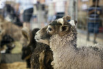 Side View of a Soay Sheep at the Florida State Fairgrounds