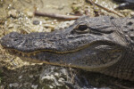 Side View of American Alligator Head