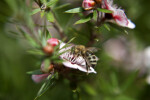 Side View of Bee on Leptospermum a Flower