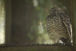 Side View of Burrowing Owl