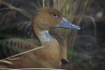 Side View of Duck with Brown Head and White Neck