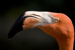 Side View of Flamingo Head