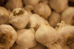 Side View of Garlic