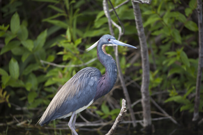 Side View of Little Blue Heron