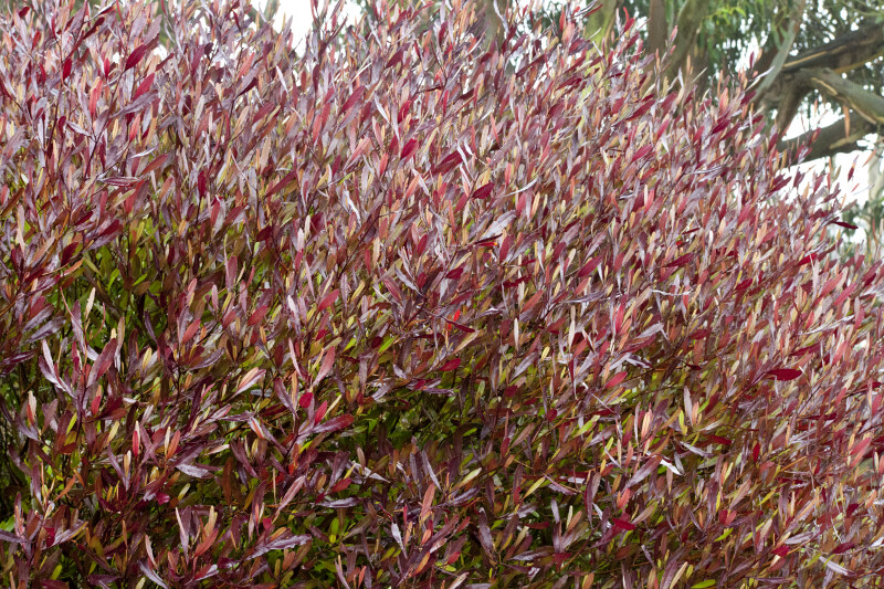 Side View of Red-Leaved Shrub
