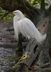 Side View of Snowy Egret at The Florida Aquarium