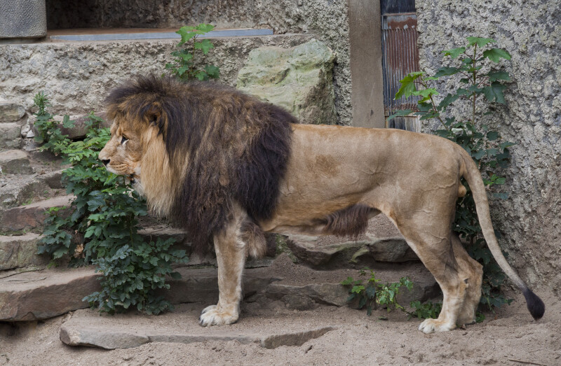 Side View of Standing Male Lion