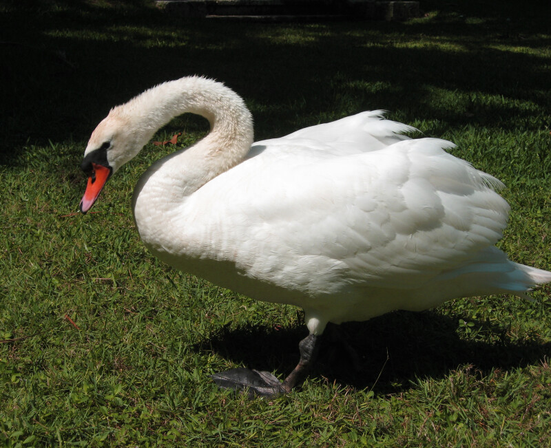 Side View of Swan