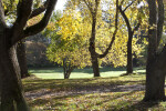 Sidewalk At San Francisco Botanical Garden