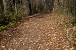 Sidewalk Covered by Leaves at Evergreen Park
