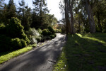 Sidewalk Running Through Coniferous Plants & Tall Trees