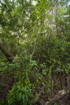 Sign Amongst Vegetation along Gumbo Limbo Trail