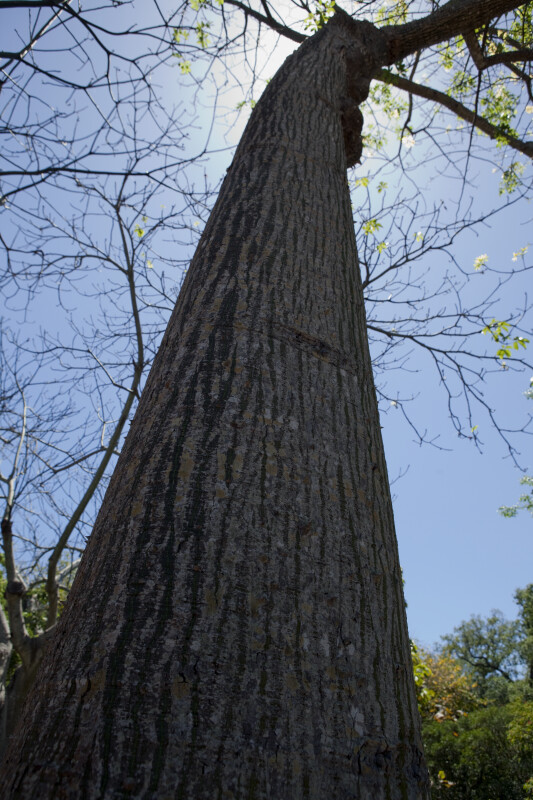 Silk Floss Tree Bark