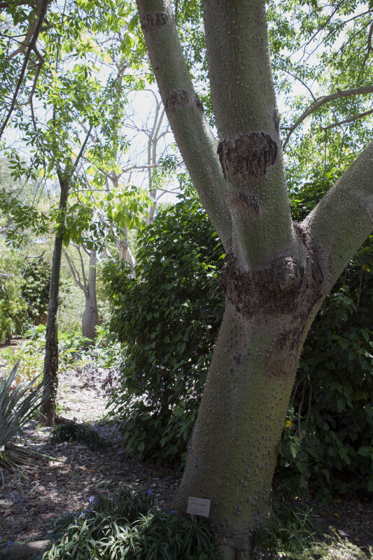 Silk Floss Tree (Chorisia speciosa)