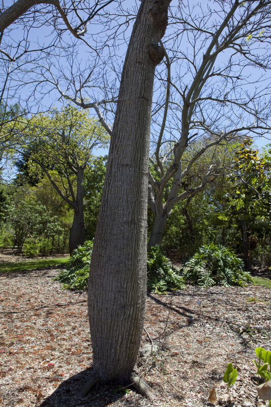 Silk Floss Tree Trunk