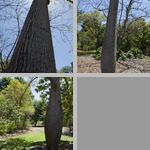 Silk Floss Trees photographs