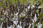 Silk Tree Seed Pods