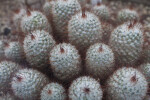 Silken Pincushion Cacti