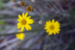 Silkgrass Flower Detail