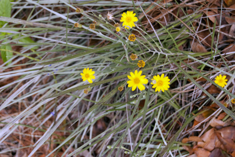 Silkgrass with Flowers