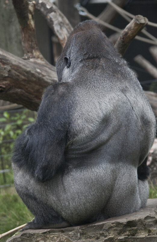 Silver Back of a Male Gorilla