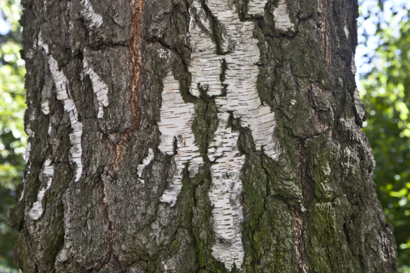 Silver Birch Bark