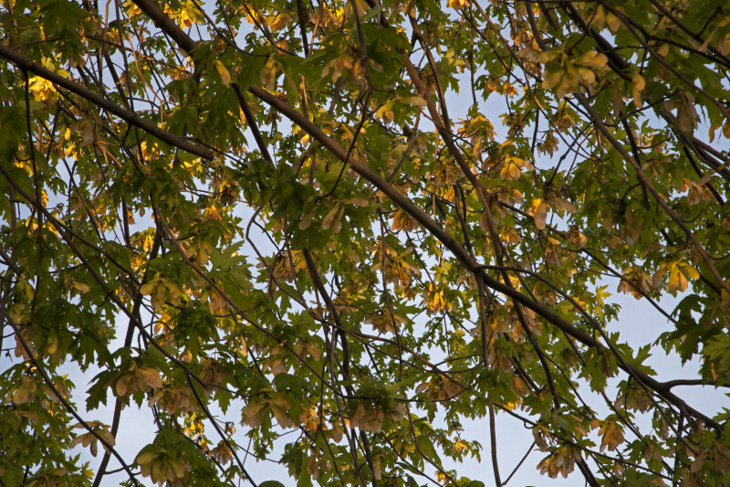 Silver Maple Branches, Leaves, and Samaras