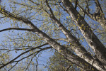 Silver Maple Tree's Branches with Few Leaves