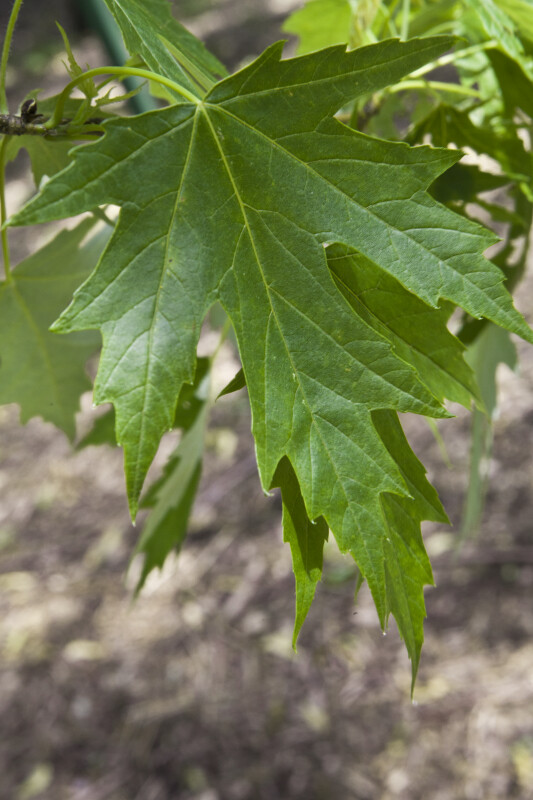 Silver Maples Leaves