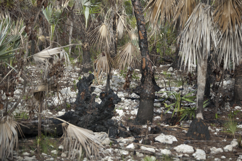 Silver Palms Survive Prescribed Burn