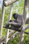 Silvery Gibbon Sitting