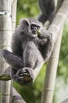 Silvery Gibbon With Head Turned