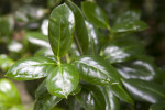 Simple, Dark-Green, Glossy Burford Holly the Kanapaha Botanical Gardens