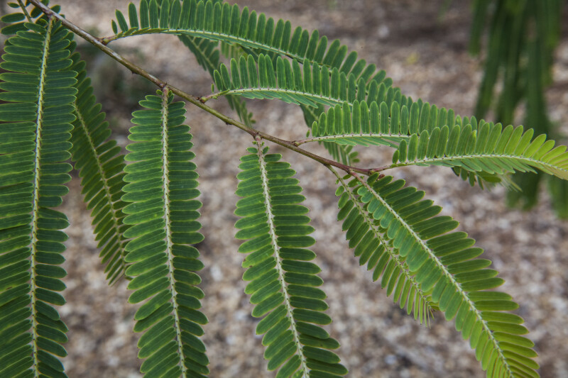 Simple, Pinnate Amla Leaves