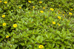 Singapore Daisies at the Kanapaha Botanical Gardens