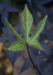 Single Blackie Sweet Potato Vine Leaf