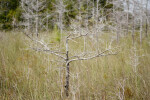 Single Dwarf Bald Cypress