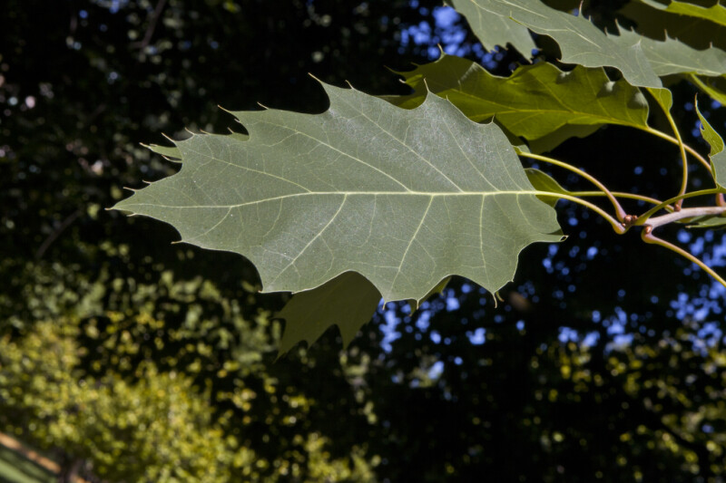 Single Leaf from a Red Oak