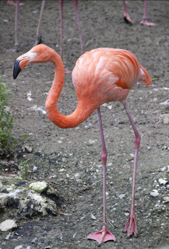 Single Pink Flamingo
