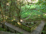 Sinkhole and Boardwalk