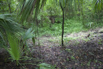 Sinkhole at the Kanapaha Botanical Gardens